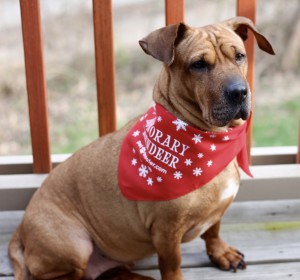 Beeba in Handkerchief from December Pet Treater Box - The Homespun Chics