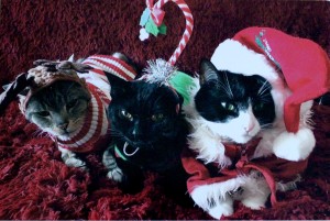 December Crazy CatLadyBox. Postcard from the cat founders. The Homespun Chics