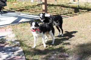 Boys playing with Nerf Football from January Pet Treater Box - The Homespun Chics