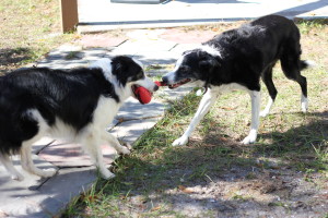 Border Collies playing with Nerf Football from January Pet Treater Box - The Homespun Chics