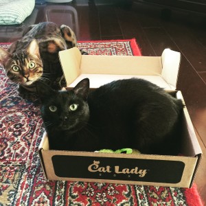 December Crazy CatLadyBox. Cat in box. The Homespun Chics