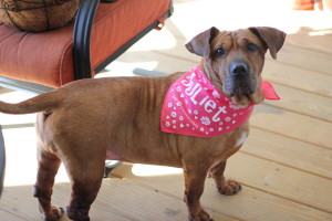 Beeba in February Pet Treater's Handkerchief