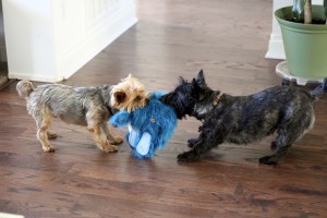 Dogs playing with Blue Sole Toy