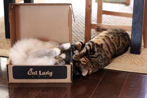 Agi & Cooper playing in the CatLadyBox box