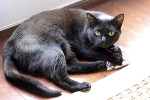 Rambo with Imperial Cat Heart Pillow