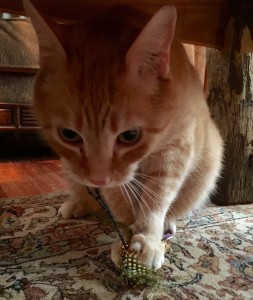 2016-03-19 13.21.18 (1)