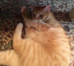 2016-03-19 13.22.06 (1)