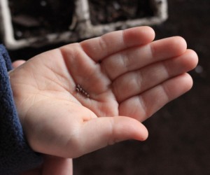 Our Little Roots Broccoli Seeds