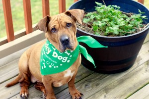 March 2016 Pet Treater bandanna