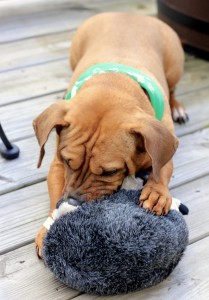 Beeba with Kyjen hedgehog toy