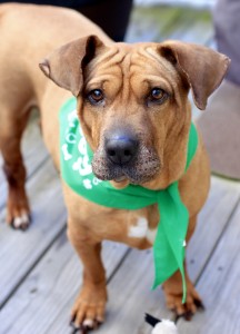 Beeba in Pet Treater bandanna