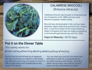 Our Little Roots Calabrese Broccoli Info Card