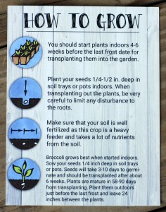 Our Little Roots Calabrese Broccoli growing instructions