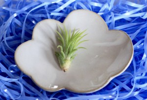 Tillandsia on the cloud plate