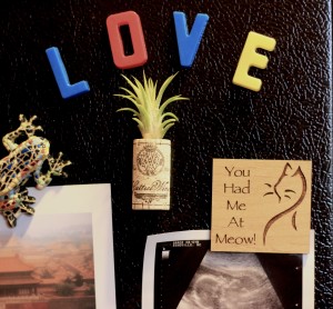 Tillandsia cork magnet on fridge