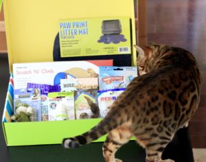 Agi inspecting the Pet Treater Special Edition Cat Box