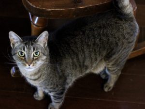 Tidbit wants another Pet Treater Cat Box