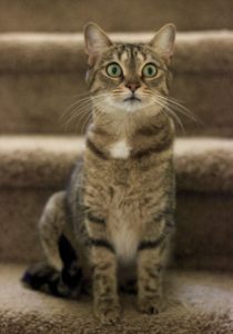 Katie guarding the stairs