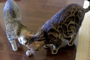 Cats playing with Sport Pet Designs Jungle Ball