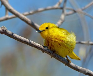 Yellow Warbler Male