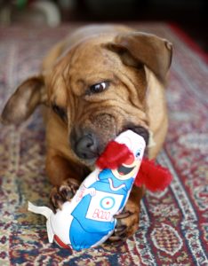 Beijing chewing on Bozo the Clown dog toy