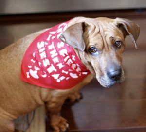 Beijing wearing Fiesta / Siesta bandana