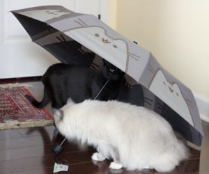 Cats checking out Pusheen umbrella