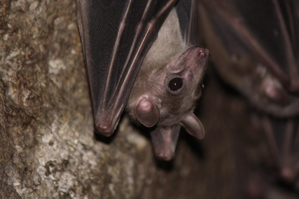 bat