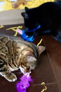 Agi and Rambo with Fluffy Feathers toys