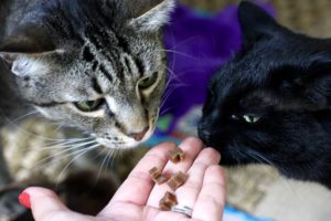 Tidbit and Rambo eating Zuke's Natural Purrz cat treats