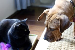 Rambo & Beijing with Purr-Packs scratcher board