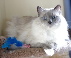 Cooper with Fluffy Feathers toy