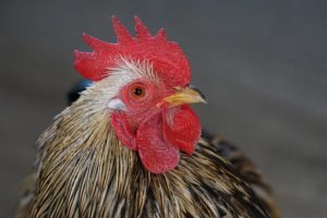 chicken-1165108__340