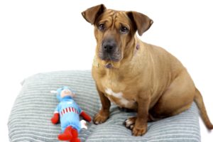 Beijing with the Captain America bottle dog toy