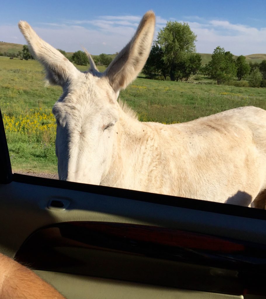 2016-08-28-custer-state-park4