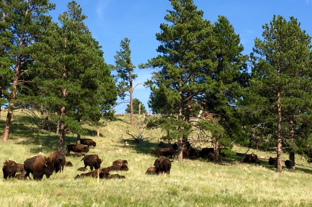 2016-08-29-custer-state-park-sd3