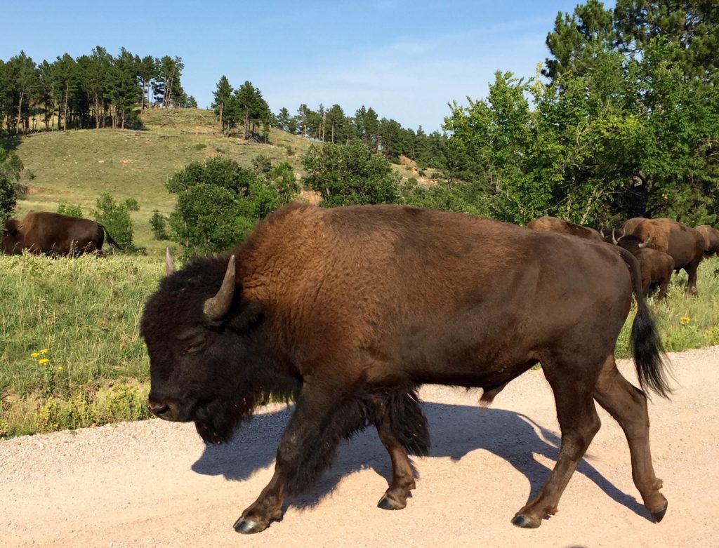 2016-08-29-custer-state-park-sd4