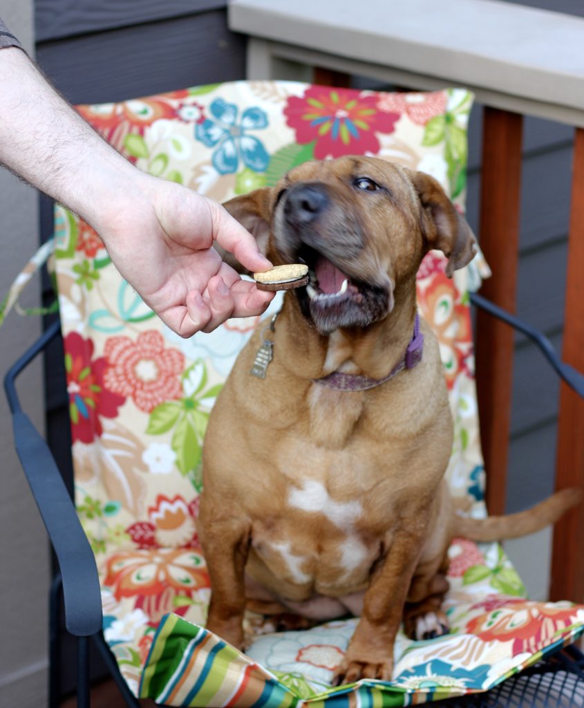 Beijing eating a doggy Smores Flavor cookie