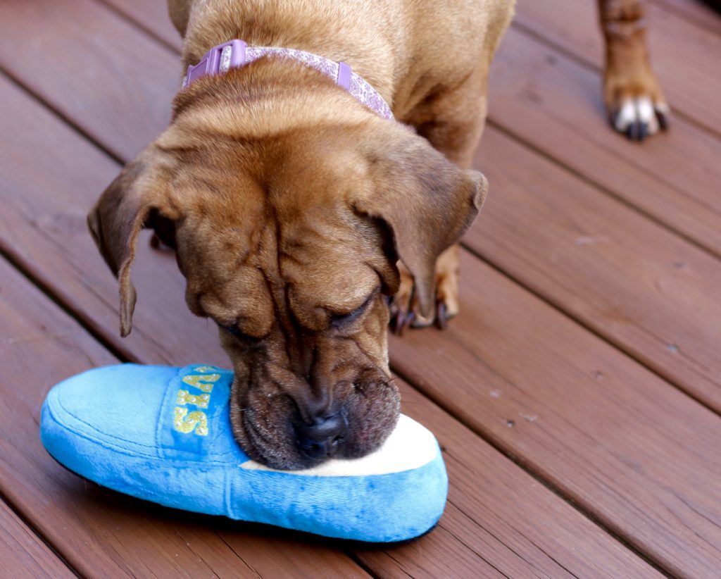 Beijing chewing on Elvis Blue Suede Shoe dog toy