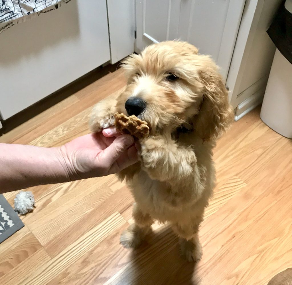 waffle dog talking toy