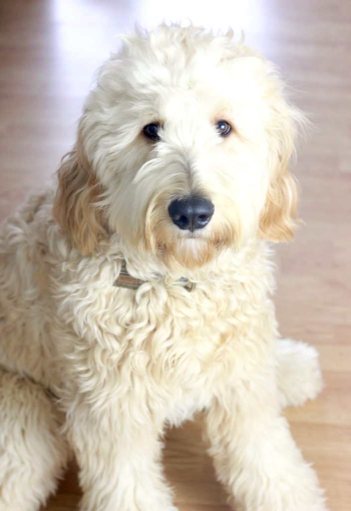 Top 5 Best Dog Toys For Goldendoodles - The Homespun Chics