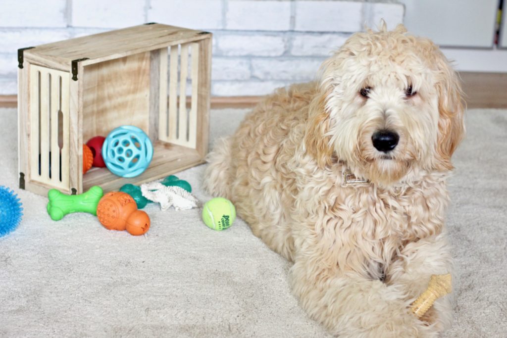 5 Best Dog Toys for Goldendoodles and Labradoodles